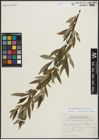 Foto von Salix planifolia Pursh